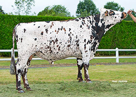 NICOBY (Fortain x Ventfrais)