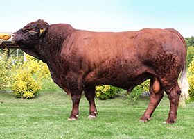 HALTERE PP (Joker Poll x Sancy)