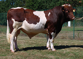 ODEON (Jauras x Versoir)