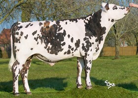 JASMIN (Himpala x Uvray)