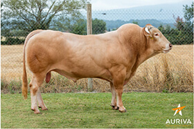 FROOME (Canon x Toutatis)