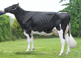 JELTJE 1408 TB 86, cousine de la Mère