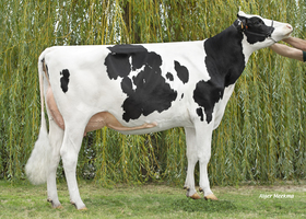 PAYA 21 BP 84, mère