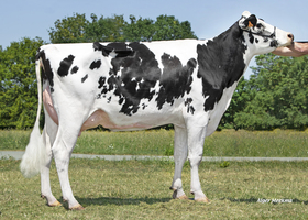 ROCADE EBH TB 85, Mère ROCADE EBH TB 85, Mère