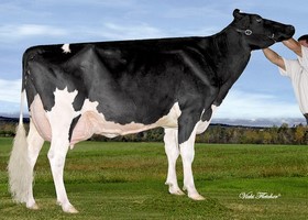 Amitiés Goldwyn LAURENCE EX 90, 5ème Mère Amitiés Goldwyn LAURENCE EX 90, 5ème Mère
