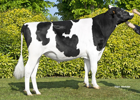 Regret Man - R487      FR 8562700776
Pere: Garett
Prop: Genes Diffusion, 59. Douai (Fr.)
Photo: Douai - 4 Mai 2022 - M2205022