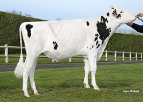 Scor Man FR 8562700907
Pere: Professor
Prop: Genes Diffusion, 59. Douai (Fr.)
Photo: l’Aigle - 15 Fevrier 2023 - M2302052