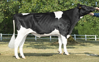 Vamos Man      FR 8562701279
V: 4C Tango
Prop: Genes Diffusion, 59. Douai (Fr.)
Photo: l'Aigle - 22 juillet 2026 - M 2607096
Copyright: Alger Meekma