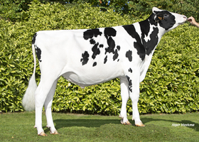 Virco Man - V456      FR 8562701298
Pere: Mirco
Prop: Genes Diffusion, 59. Douai (Fr.)
Photo: Douai - 6 Octobre 2025 - M2510033
Copyright: Alger Meekma