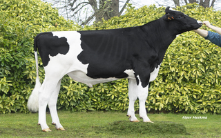 Accord Man - A508      FR 8562701392
Pere: Real Syn
Prop: Genes Diffusion, 59. Douai (Fr.)
Photo: Douai - 23 Mars 2026 - M2603105
Copyright: Alger Meekma