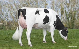 ORANDA EX 92, 3ème mère
