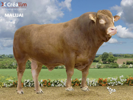 MALIJAI (Fest Noz x Tastevin)