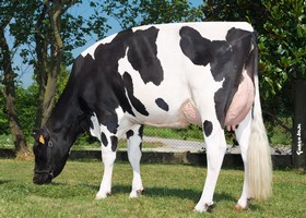 Irongen Supershot TARISHA TB 85 - Fille de SUPERSHOT Irongen Supershot TARISHA TB 85 - Fille de SUPERSHOT