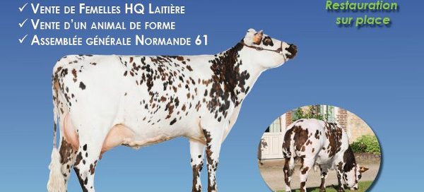 Affiche de la vente de normandes ornaises 2017