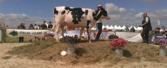 vache vainqueur section 1B Houville-en-Vexin 2017