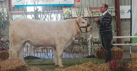 Taureau charolais à la foire de Caen 2017