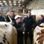 Une démonstration d'insémination sur une vache Holstein