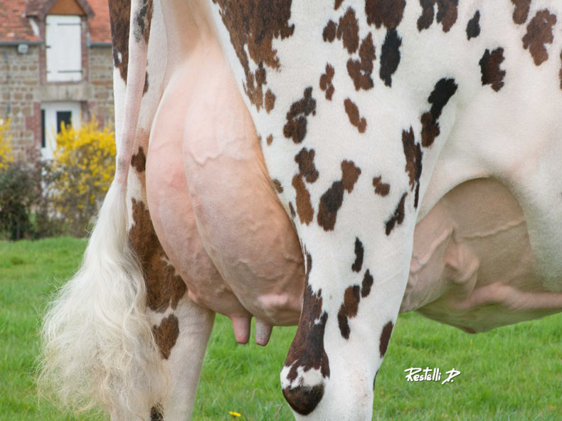 Vache normande : comment évoluent les caractéristiques de la race ?