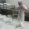 Travail du caillé à la fromagerie Saint Hippolyte