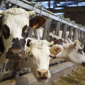 Des vaches normandes de la ferme de Saint Hippolyte