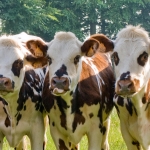 les vaches normandes de St Hippolyte