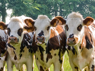 Les vaches normandes du domaine Saint Hippolyte