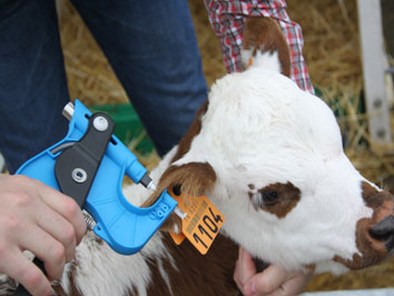 Le typage génomique sur un veau Le typage génomique sur un veau