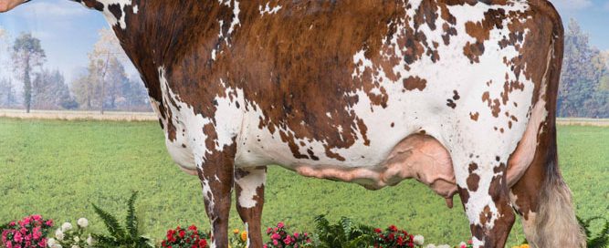 Gourmette, vache normande de l'EARL Enjalbert