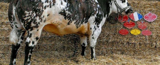 Glorieuse, vache Normande