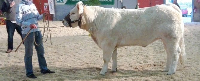 Lady sur le ring de ferme en fête