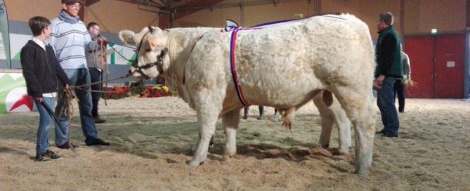 Matignon sur le ring de ferme en fête