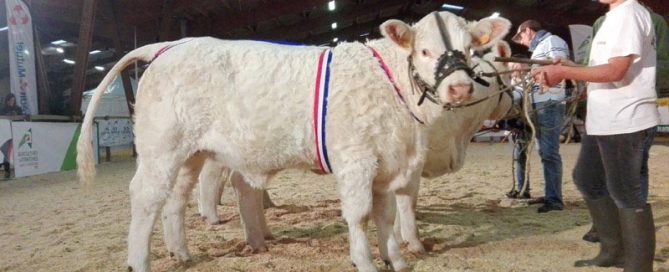 Mélodie sur le ring de ferme en fête