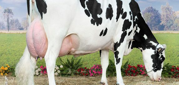 Canne TB 86, en cours de 5ème lactation