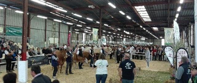 Concours allaitant foire de Caen 2017