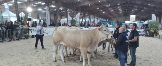 Les blondes d'aquitaine sur le ring lors de Ferme en Fête