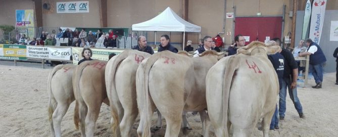 Les blondes d'aquitaine sur le ring lors de Ferme en Fête
