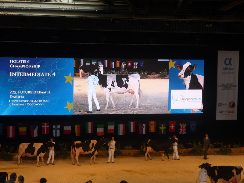 des vaches sur le ring lors du championnat européen qui a eu lieu à Colmar