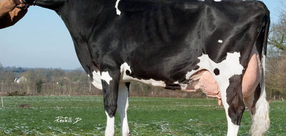Corrida TB 89, en cours de 3ème lactation