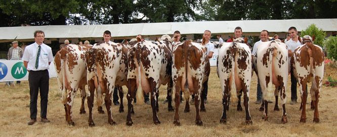 des vaches présentes au concours départemental 2017 de Bazoches Gouet