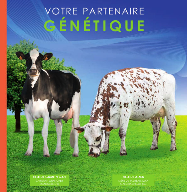 Photo de couverture de la planche Holstein et Normande