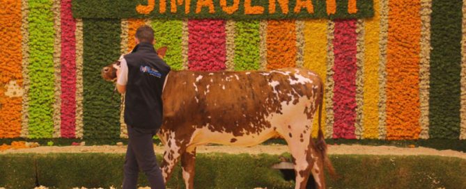 Une personne vêtue du nouveau blousons sans manches Origen Normande présente sa génisse sur le ring du Simagena