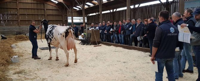 presentation vache holstein