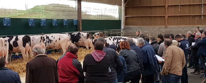 presentations vaches holstein