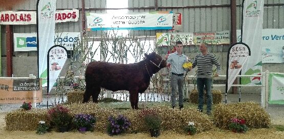 Taureau salers à la foire de Caen 2017