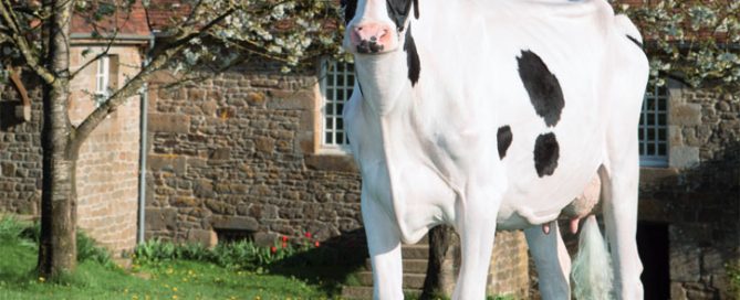 Vache Prim'Holstein représentant les Ventes de l'Orne 2017