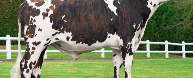Jarod (Humuss Isy), taureau de race normande