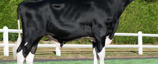Lamville (Yakari x Massey) : taureau Prim'Holstein né à l'EARL de la Voie Lactée (27)