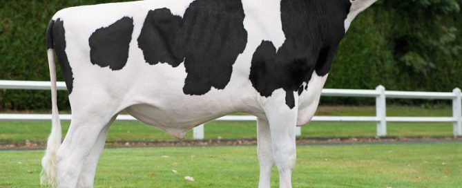 Lechero (Josuper x Gillespy) : taureau Prim'Holstein né à l'EARL de la Voie Lactée (27)