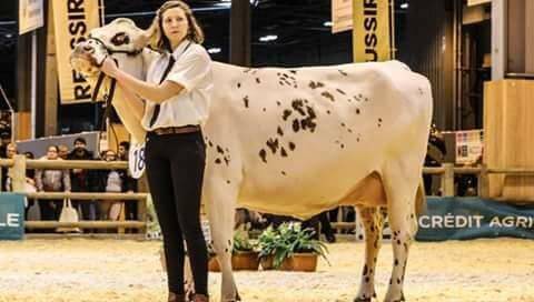 Une vache normande sur le ring du CGA lors du SIA