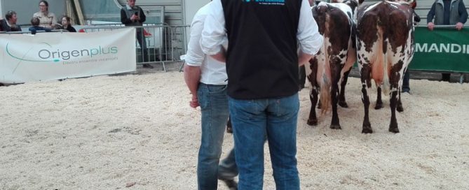 2 vaches normandes, le juge et un responsable d'Origen Normande sur le ring de Lisieux
